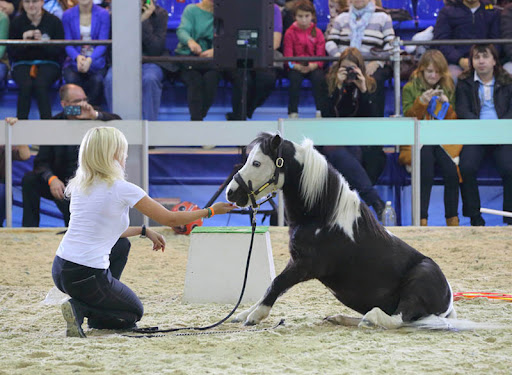 馬匹博覽會，馬展現場，莫斯科馬博覽會現場